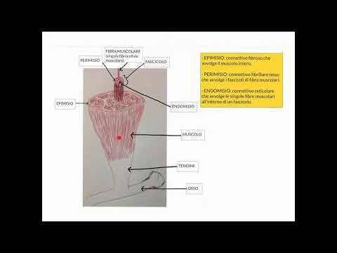 CORSO DI ISTOLOGIA LEZIONE 24 DI 30 TESSUTO MUSCOLARE PARTE 3