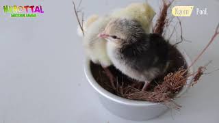 Download lagu SURAH AL INSYIRAH MUHAMMAD THAHA AL JUNAYD VERSI BINATANG 2021 mp3 Download lagu SURAH AL INSYIRAH MUHAMMAD THAHA AL JUNAYD VERSI BINATANG 2021 mp3