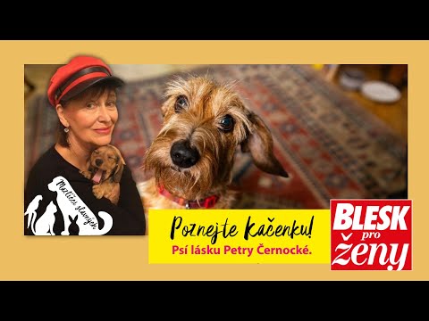 Na návštěvě u Petry Černocké: Dělám stejné chyby jako všichni pejskaři s měkkým srdcem!