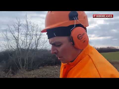 eBihoreanul.ro / Defrișare pe DN 79, în Bihor: se taie nuci uscați de la Aeroport spre Nojorid