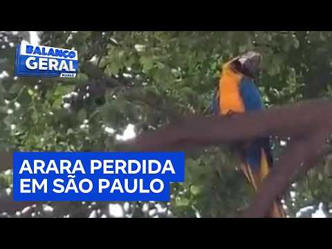 Moradores pedem resgate de arara presa em árvore na zona leste de São Paulo