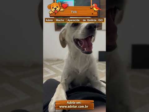 Vídeo do cachorro Feb, em Aparecida de Goiânia-GO