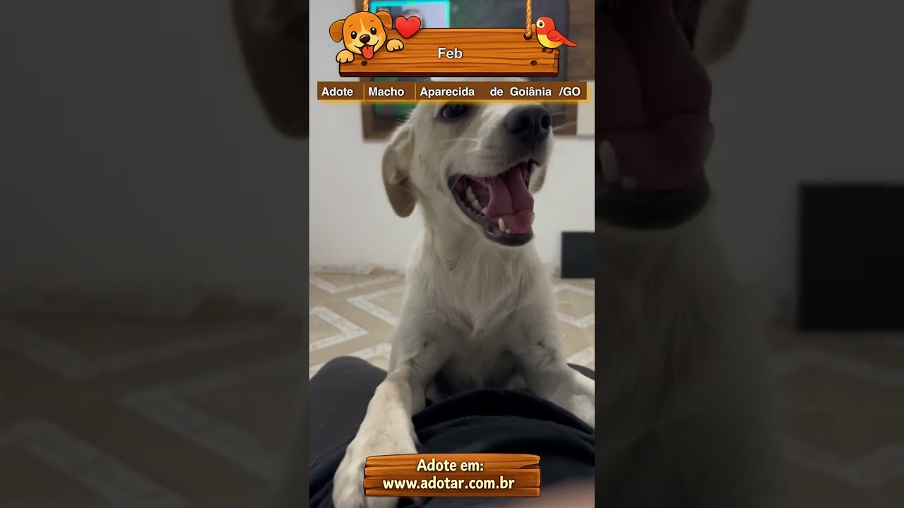 Cachorro raça SRD-ViraLata idade 1 ano nome Feb