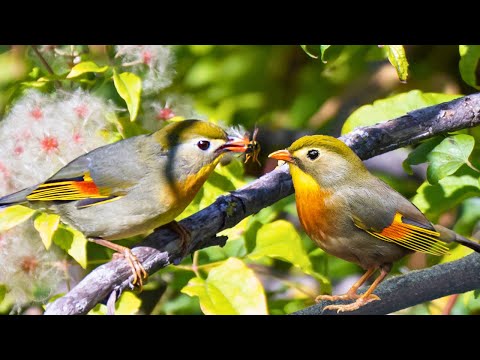 JAPAN NIGHTING NIGHTING | A Treasure of Nature