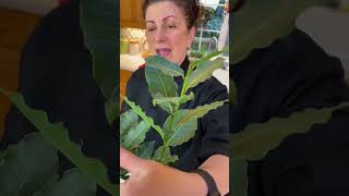 Kitchen tip: keep a live baytree in your kitchen!