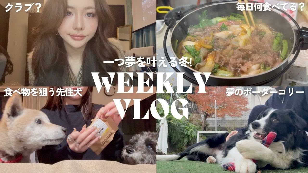【ついに！】おうちにボーダコリーが来る！１週間のVlog