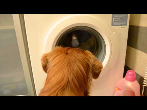 Watch Amazing Dog 'Champis' Help Owner Do Her Laundry