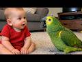 When A Talking Parrot Meets A Baby You Won T Believe What Happens