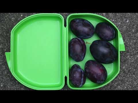 In 2 Schritten Lebensmittelmotten bekämpfen