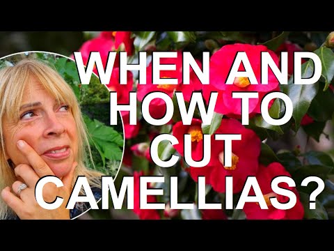 When and How to Trim, Prune and Cut back Camellias