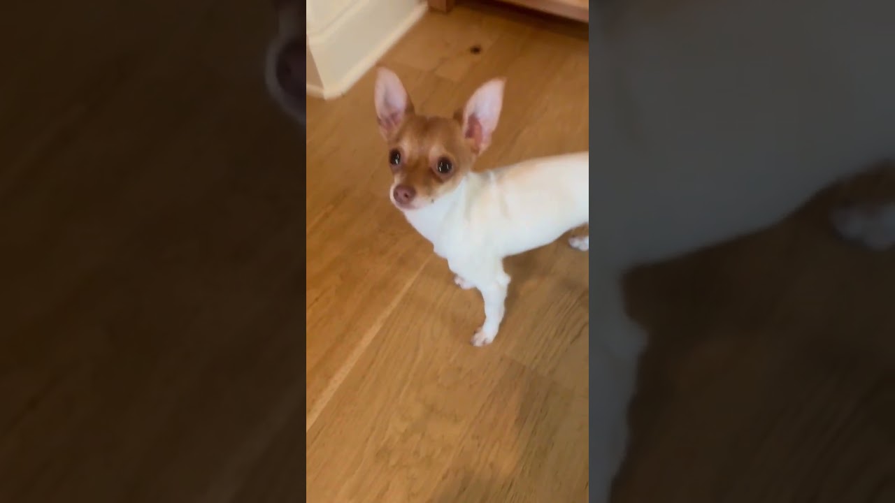 Enlarge Morty, an adopted Chihuahua in Parsippany , NJ video 5/5