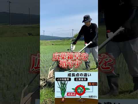 なぜ3月に草刈りをしないのか？冬が終わってから初めて行うのはいつですか？少し待ってからの3つのメリット！  庭園