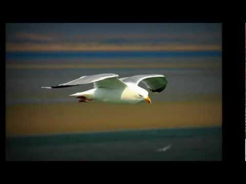 Concierto para una sola voz  ▬  Danielle Licari