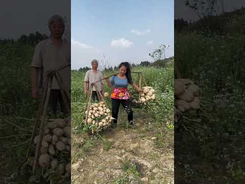 Strong Village Woman Lifts the Impossible Harvest! 🌿💪 #villagelife #farming #hardwork