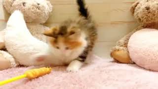 ノルウェージャンフォレストキャットの動画01