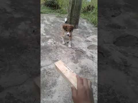 LUVI 🐕 / THE ENVIRONMENT