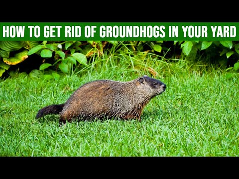 How to Get Rid of Groundhogs in Your Yard: 4 Easy Steps