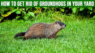 How to Get Rid of Groundhogs in Your Yard: 4 Easy Steps