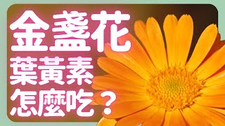 金盞花葉黃素怎麼吃？3個重點種好又吃好| How to grow Marigold |《葛斯怎麼種》70