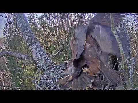 Female surprisingly jumped on the back of the male😁 ~ 7:17 am 2020/04/ 18
