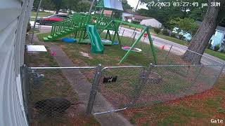 Pitbull always on guard