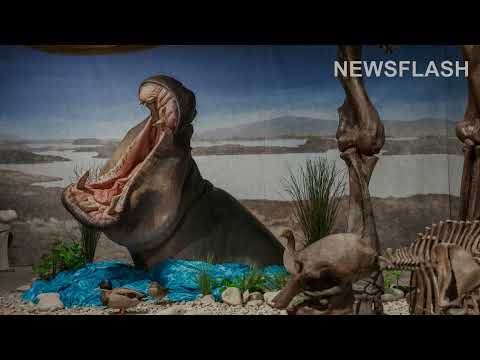 Hippos Inhabited Germanys River Rhine During Ice Age