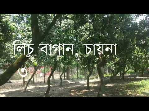 Harvest Thousands Of Tons Of Lychee, Organic gardan 2024