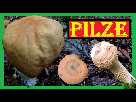Pilze Ende September 🍄🍄 Pilze sammeln im heimischen Wald - Herbstpilze suchen und sammeln  🍄