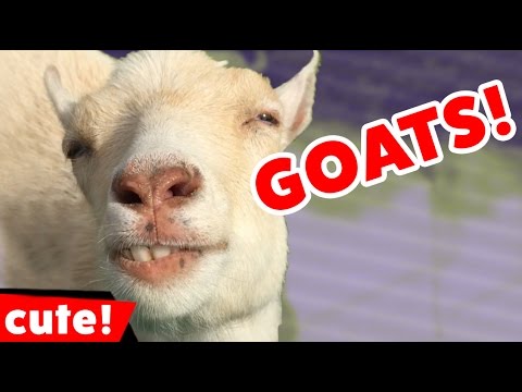 Vidéos drôles sur les chèvres 2016 | kyoot animals