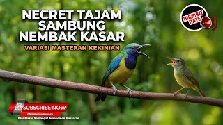 Download lagu 🔴 Live Masteran Juwara Tembakan Panjang Cucak Cungkok Super Gacor Kasar vs Kolibri Manggar Gacor mp3