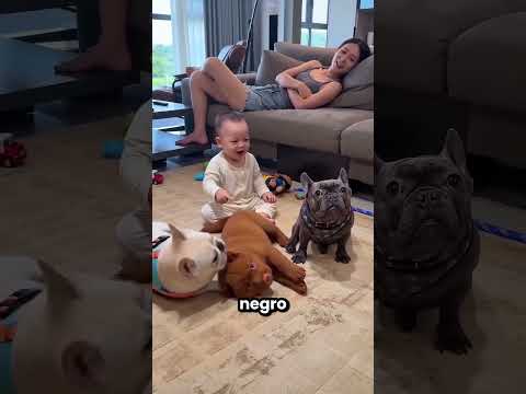 Estos Perritos Fingen Estar Desmayados 😮🐶