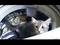 Washing Machine Cat Feb27