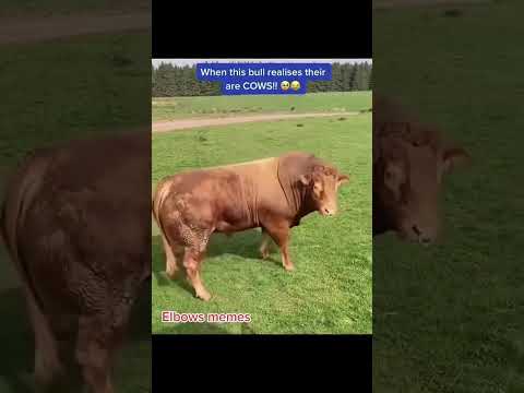 Бык осеменитель