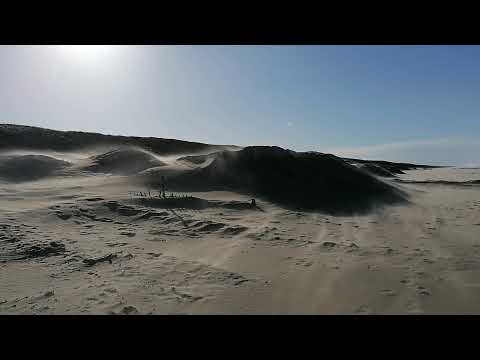 Los Gringos - Planet Of Sound