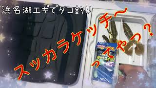 エギタコ 浜名湖たこ釣り　第２弾