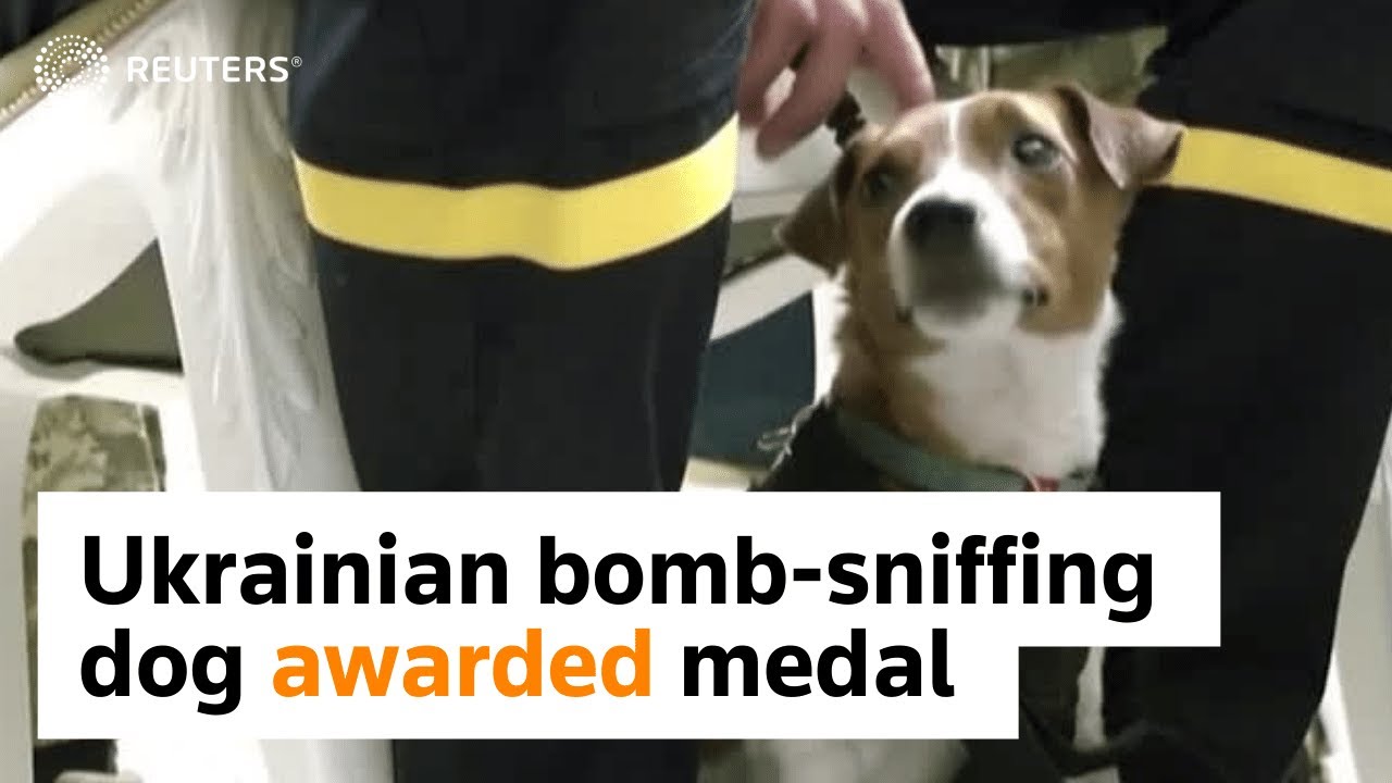 Zelenskiy awards medal to bomb-sniffing dog - YouTube