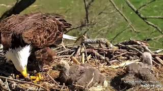 Decorah North Nest 4-19-24 DNF brings in fish, feeds DN17