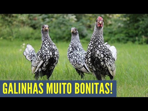 , title : '[TOP 5] RAÇAS de GALINHAS mais BONITAS do MUNDO 🌍'