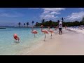 Pink flamingos At Renaissance Island, Aruba 