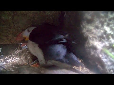 Intruder ejected. Puffin Burrow. 07.03 / 18 July 2017