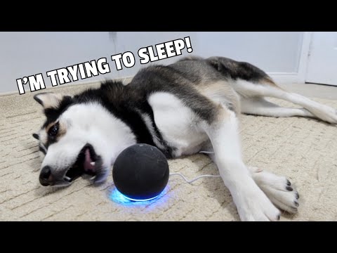 HUSKY Gets Woken Up By ALEXA! (She Gets Mad!)