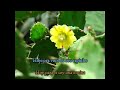 A flor e o espinho [letra portugues/español]