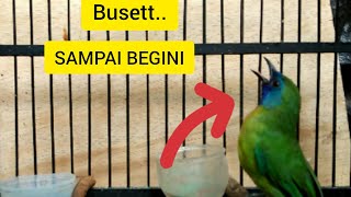 Download lagu Kinoi Gacor Roll Tembak Dan Full Isian Bikin Merinding mp3