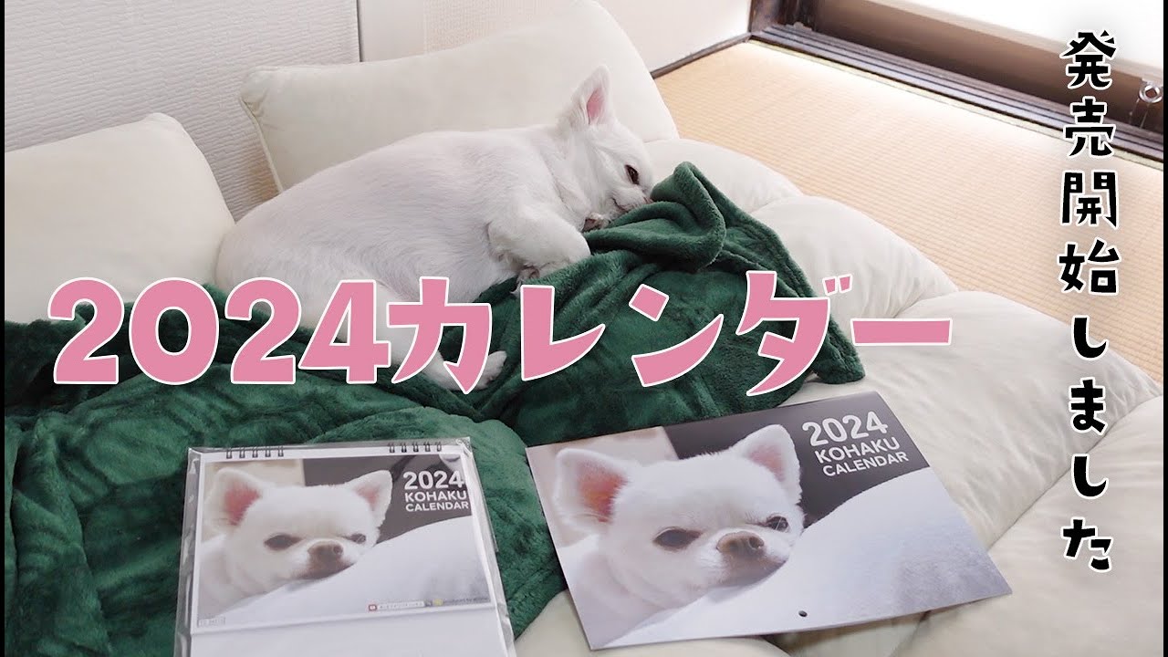 2024カレンダー販売開始しました！チワワのコハク