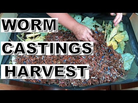 Harvesting of Worm Castings - African Night Crawlers