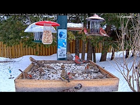 Sparrows And Finches Galore Dine At Ontario Feeders | April 24, 2023