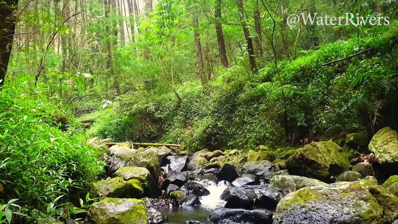 Mountain Stream Forest River Waterfall Flowing Relaxing sounds for sleeping, relieving stress