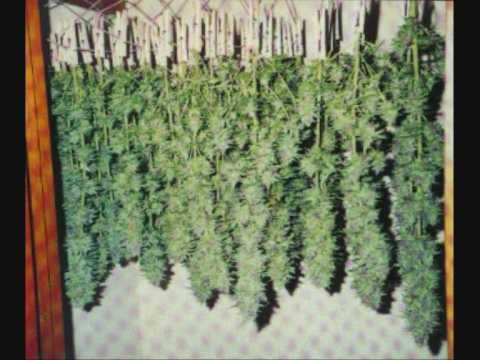 rouille974 bello style ragga