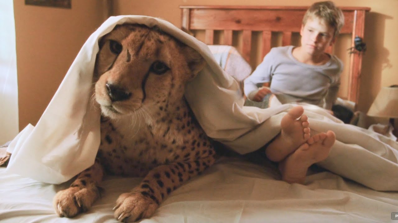 Um Tigre, Um Garoto e Uma Péssima Ideia