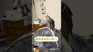 カキカキ係は？ #元気になる動画 #オカメインコ #癒し #かわいい #インコ #birds #cockatiel #可愛い #ペット #動物 #cute